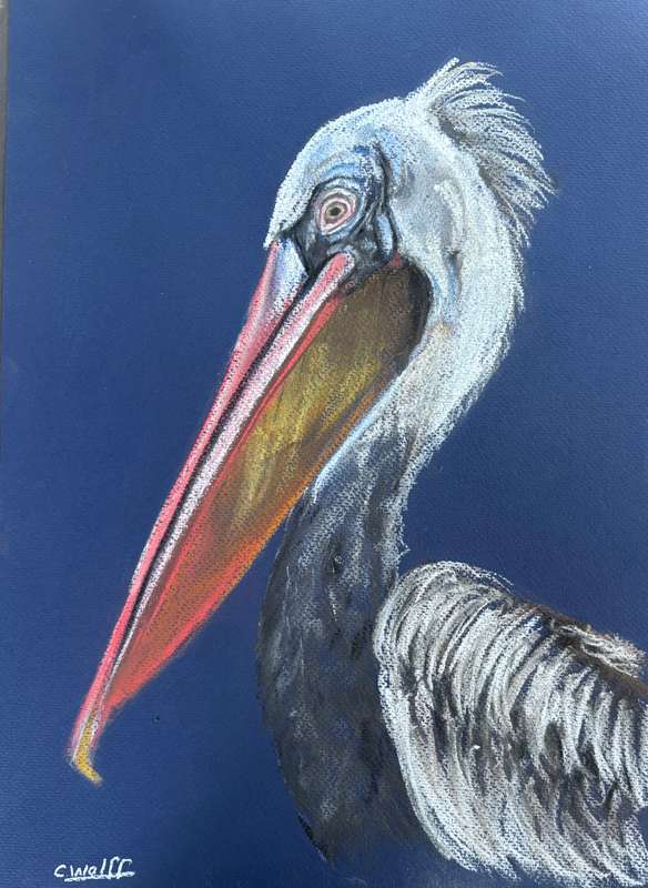 Pelican