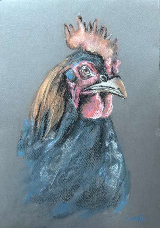 Rooster