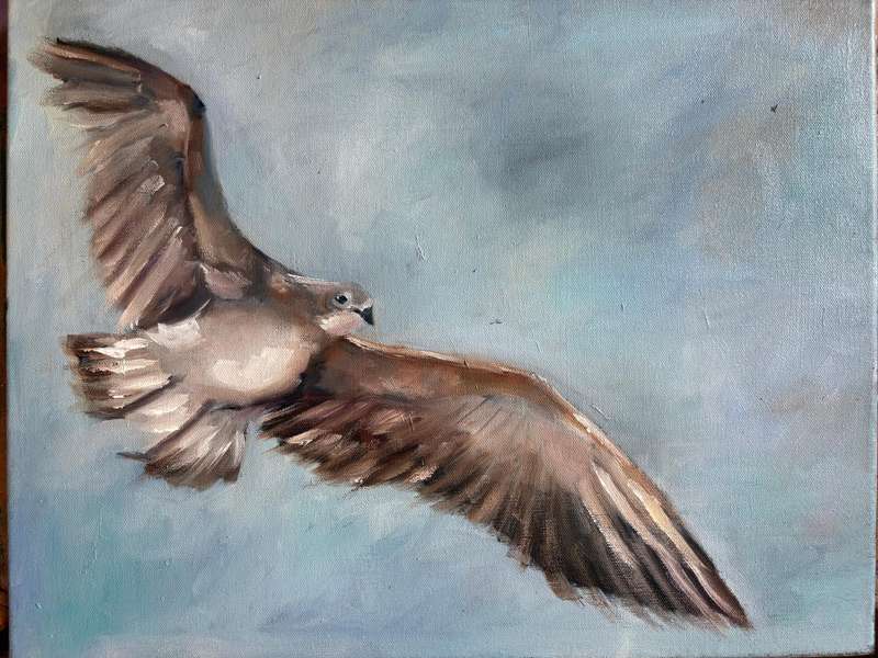 Dove in flight