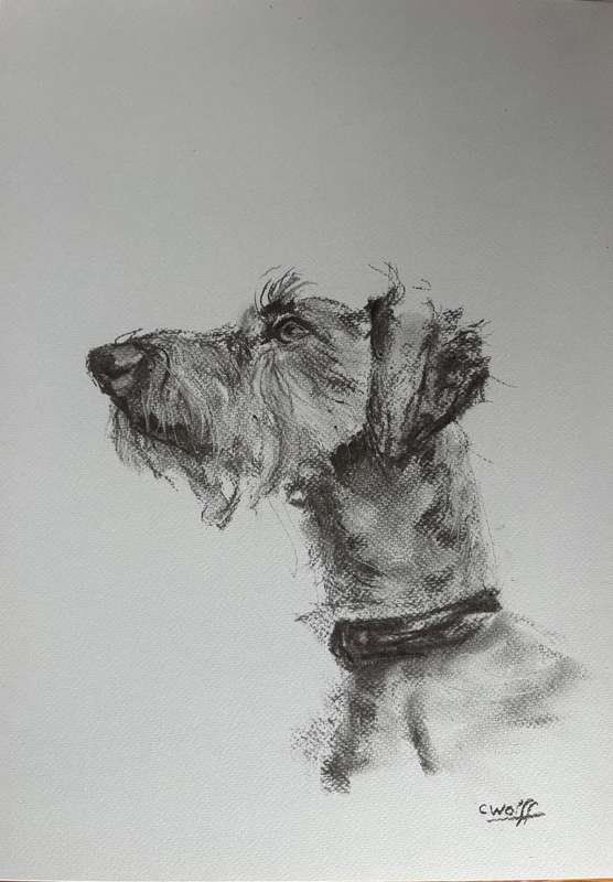 Charcoal terrier