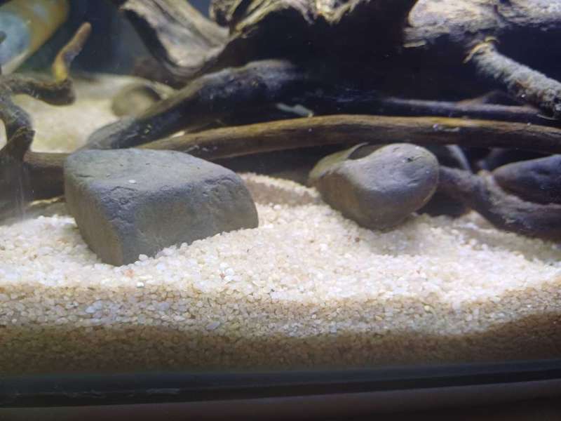 Light Brown Fine Round Silica Aquarium Gravel - R35/kg - Ideal for Planted/Non-Planted