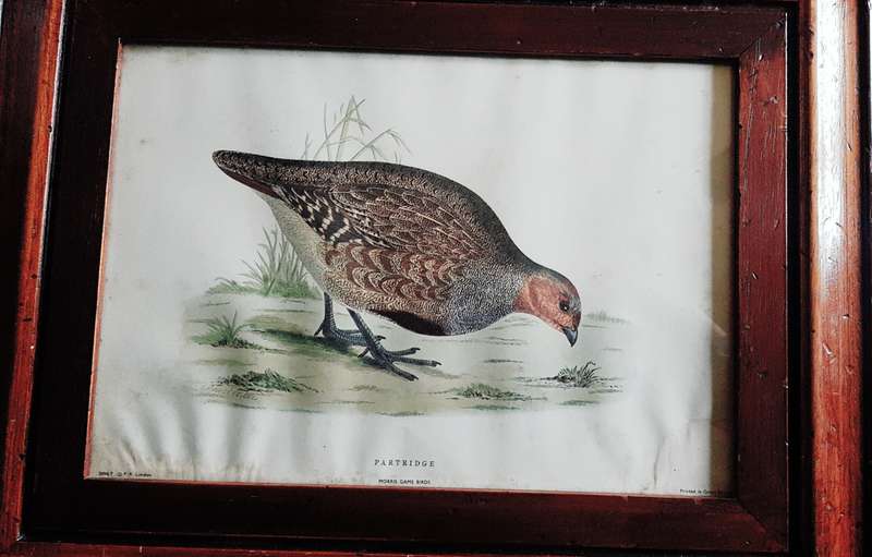 Patridge Morris Birds Rev F O Morris British Birds c1891 Plate Prints.