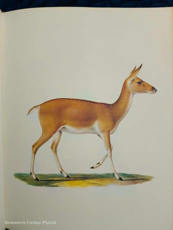 Larousse Animal Portraits by Pierre P. Grasse