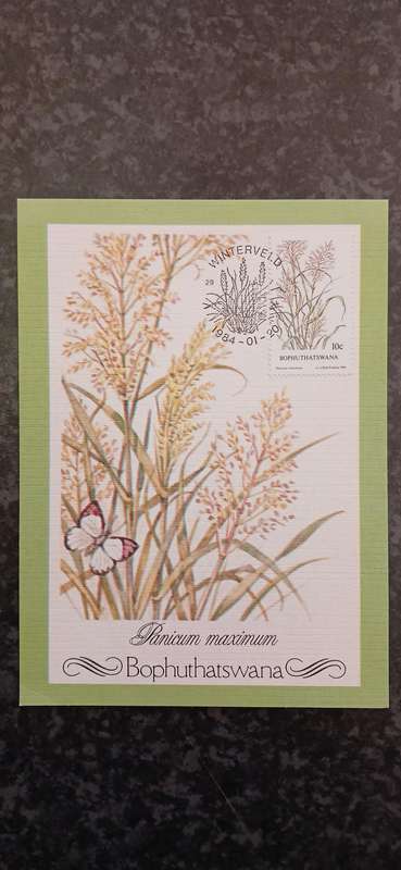 BOPHUTHATSWANA INDIGENOUS GRASSES