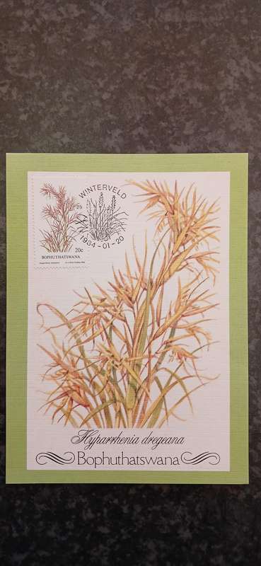 BOPHUTHATSWANA INDIGENOUS GRASSES