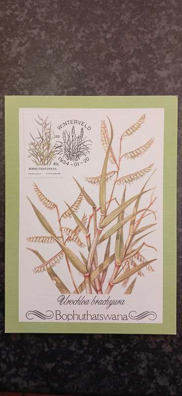 BOPHUTHATSWANA INDIGENOUS GRASSES