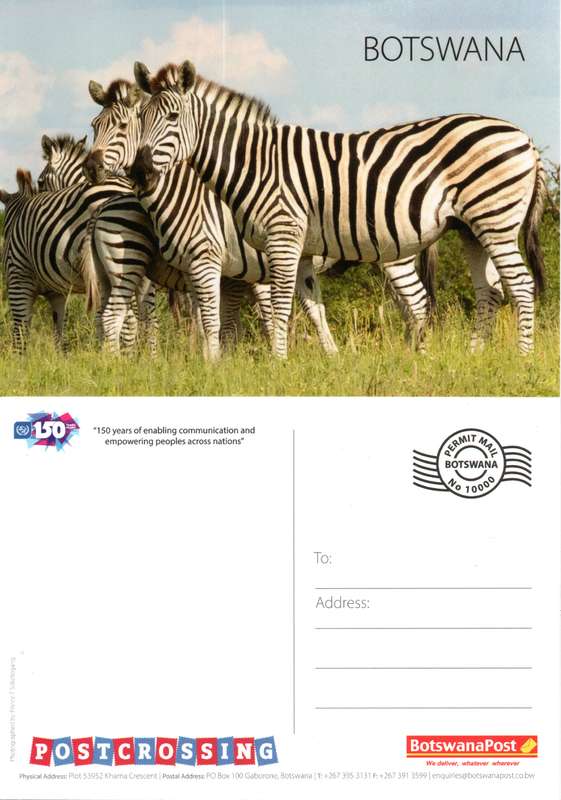 Botswana - 2024 Zebra Postcard