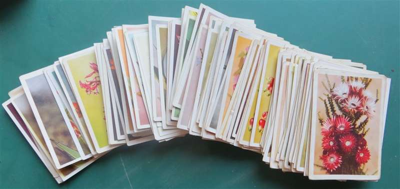 1 - 100 Complete SA Flora Cigarette Cards Set