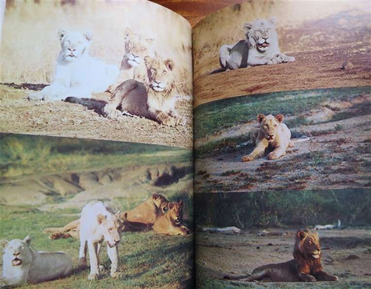 Chris McBride _ Signed Copy - The White Lions of Timbavati