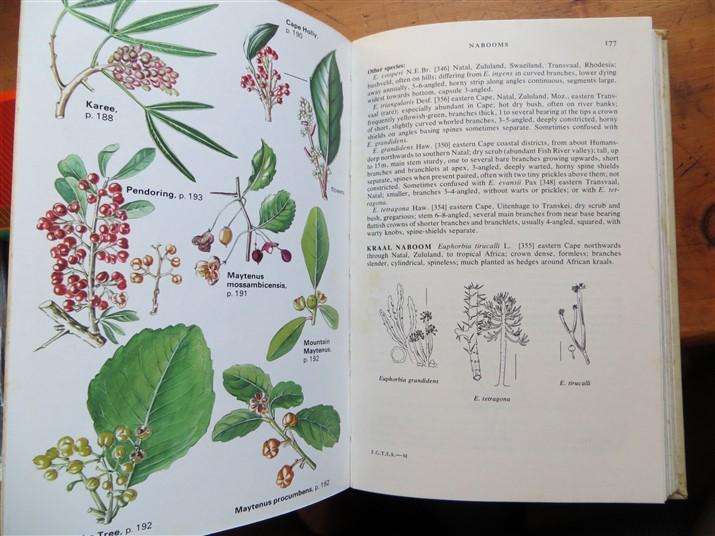 Field Guide To The Trees of Southern Africa - Eve Palmer
