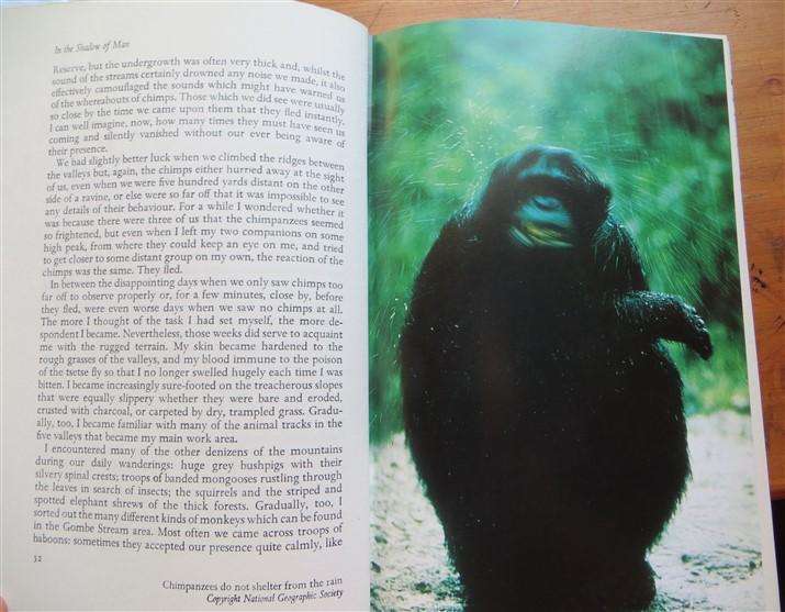 In the Shadow of Man - Jane van Lawick-Goodall 1st Ed. 1971