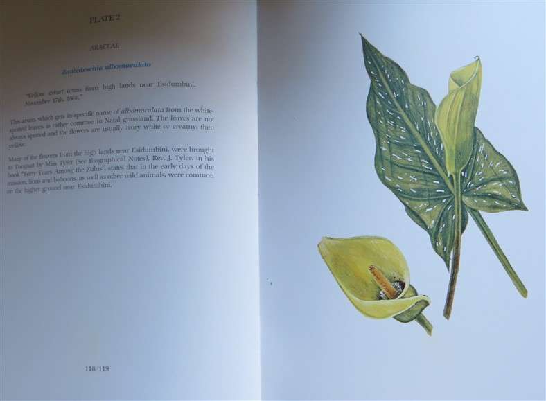 Flower Paintings of Katherine Saunders - Prof A.Bayer