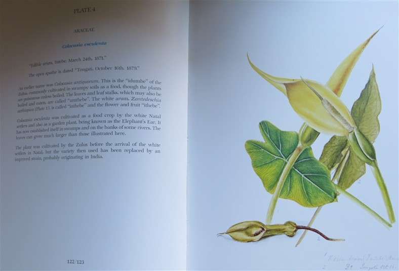 Flower Paintings of Katherine Saunders - Prof A.Bayer