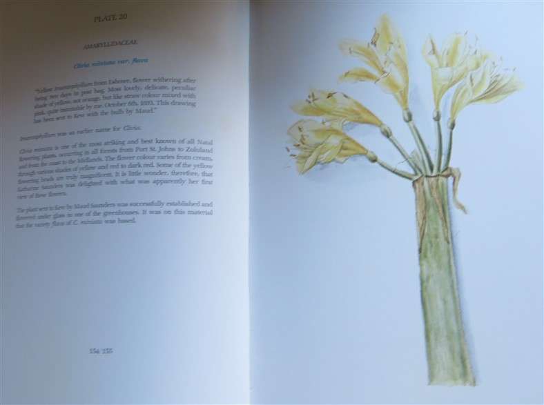 Flower Paintings of Katherine Saunders - Prof A.Bayer