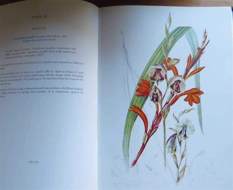 Flower Paintings of Katherine Saunders - Prof A.Bayer