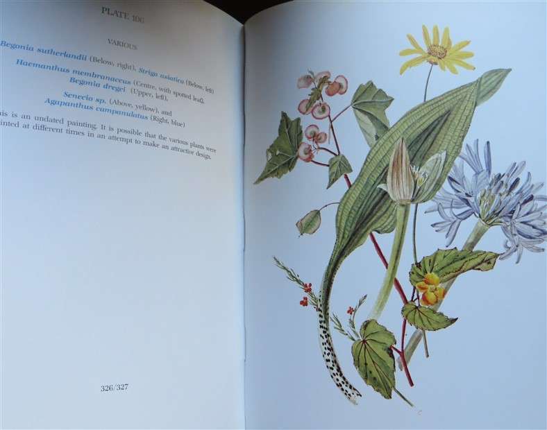 Flower Paintings of Katherine Saunders - Prof A.Bayer
