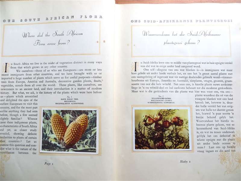 South African Flora Cigarette Cards Album 95 of 100
