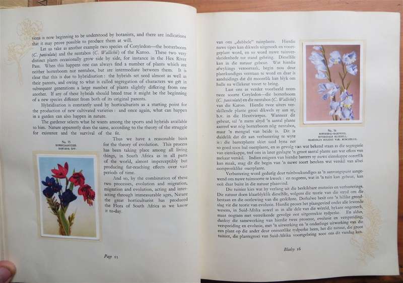 South African Flora Cigarette Cards Album 95 of 100