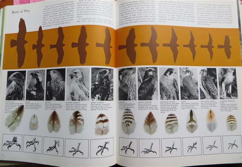 The Book of Hunting - Hardcover