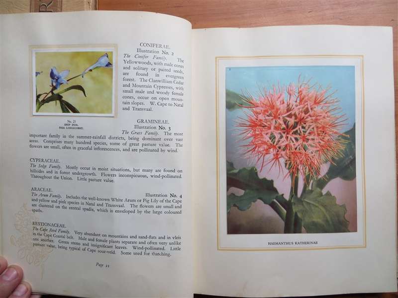 South African Flora Cigarette Cards Album 95 of 100