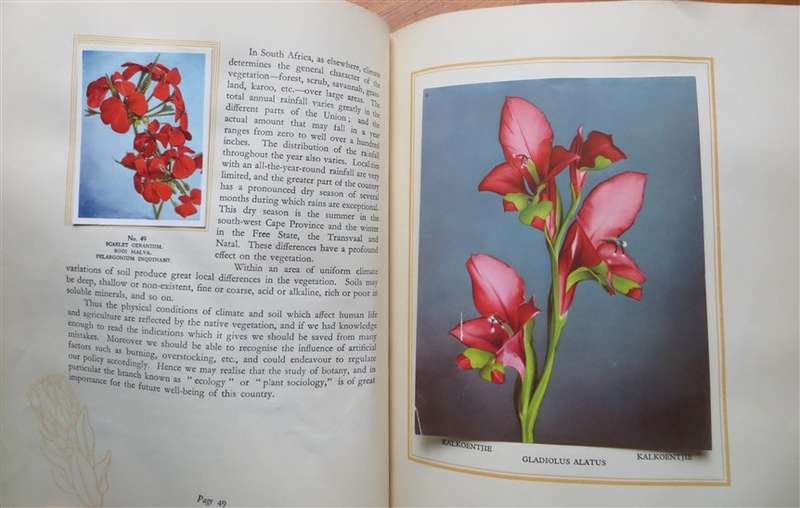 South African Flora Cigarette Cards Album 95 of 100