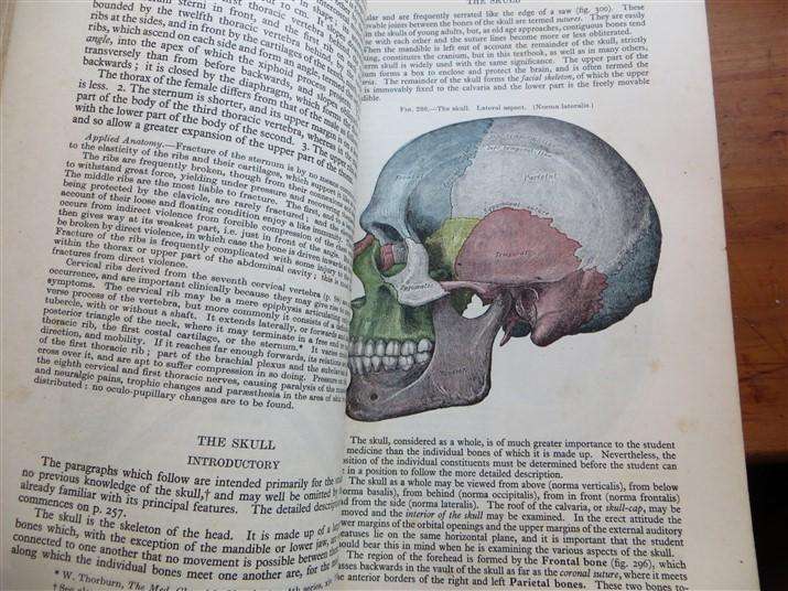 Gray's Anatomy - Descriptive & Applied (1948) - Longmans