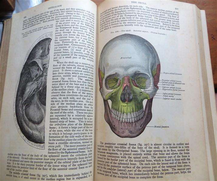 Gray's Anatomy - Descriptive & Applied (1948) - Longmans