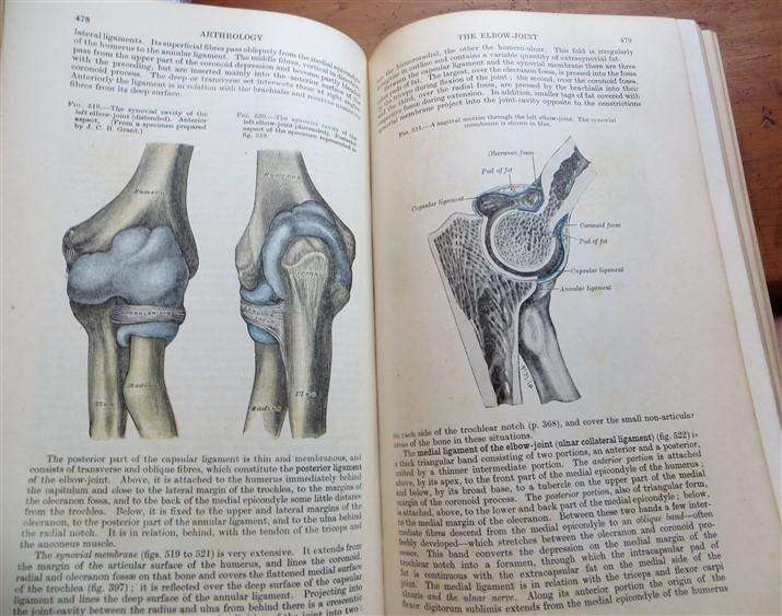 Gray's Anatomy - Descriptive & Applied (1948) - Longmans