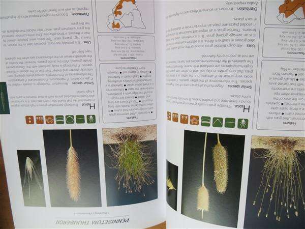 Guide to Grasses of Southern Africa