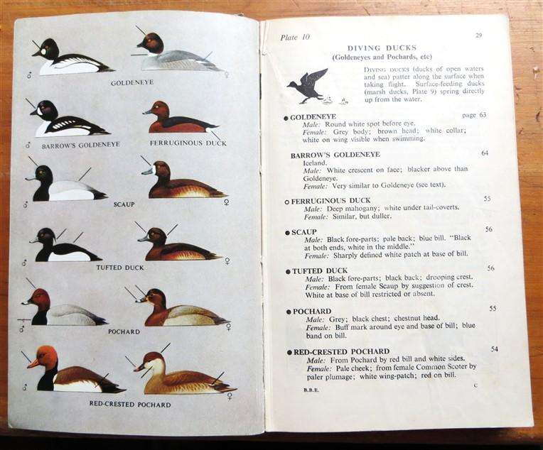 Field Guide to the Birds of Britain & Europe - Peterson/Mountfort/Hollom