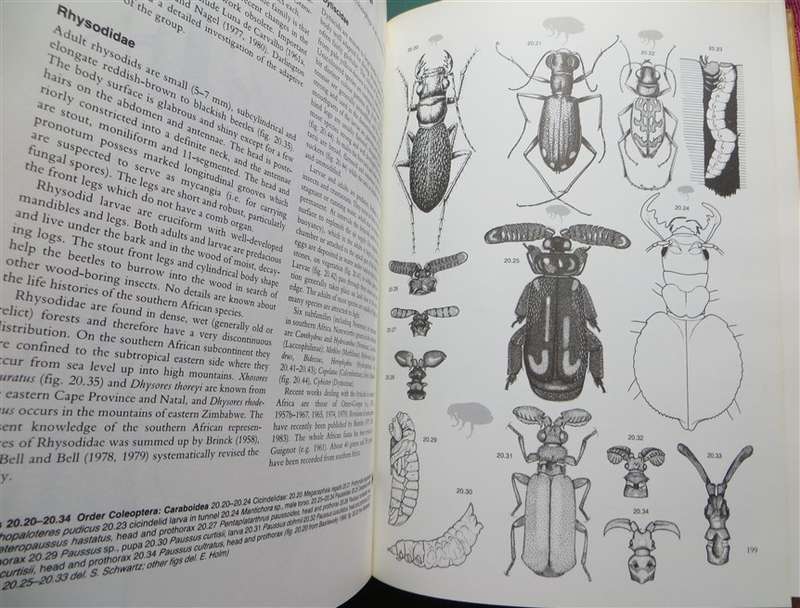 Insects of Southern Africa - Scholtz & Holm