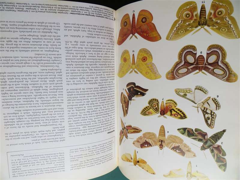 Insects of Southern Africa - Scholtz & Holm