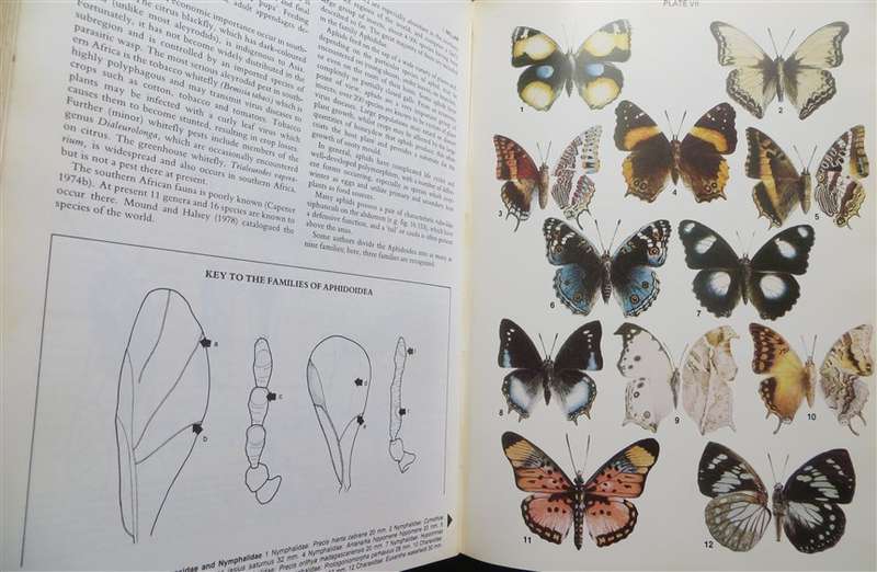 Insects of Southern Africa - Scholtz & Holm