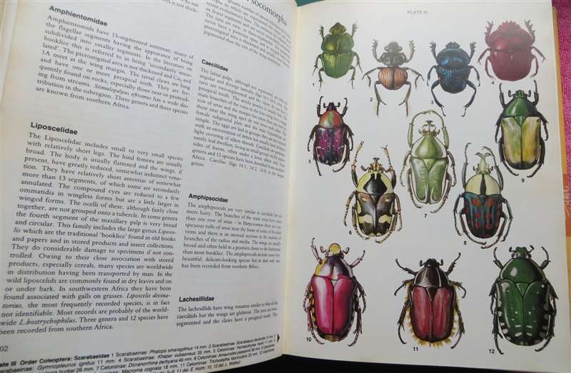 Insects of Southern Africa - Scholtz & Holm