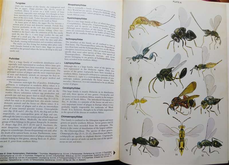 Insects of Southern Africa - Scholtz & Holm