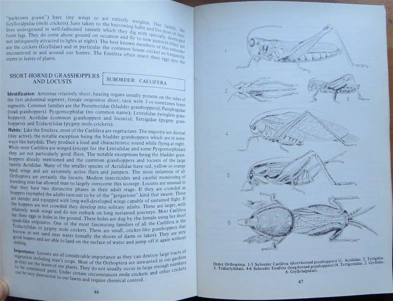 A beginners Guide to the Insects - Wildlife A5 Softcover