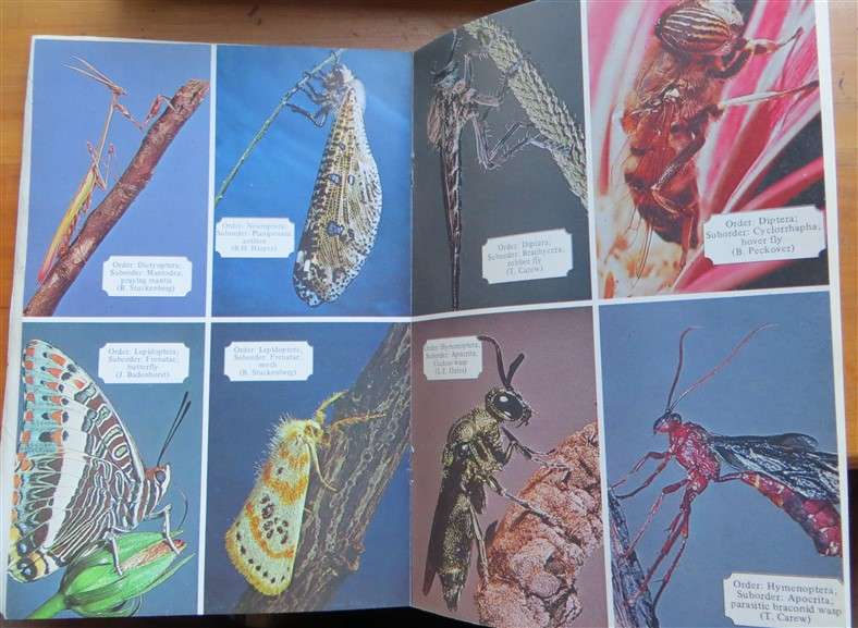 A beginners Guide to the Insects - Wildlife A5 Softcover