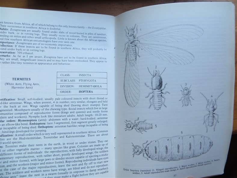 A beginners Guide to the Insects - Wildlife A5 Softcover