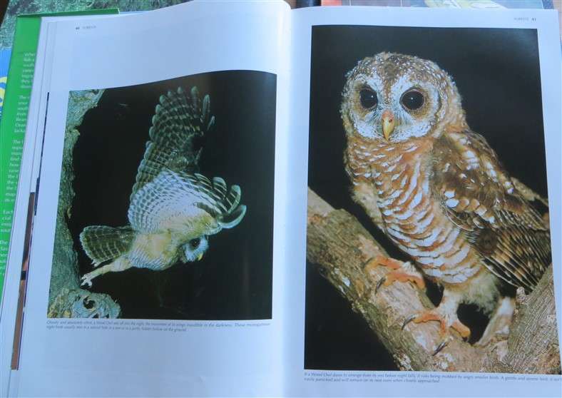 Spectacular World of Southern African Birds - A4 Hardcover
