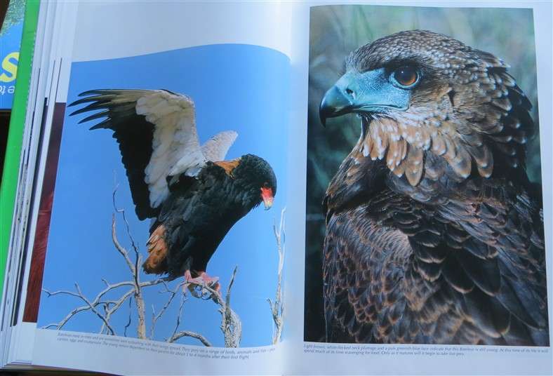 Spectacular World of Southern African Birds - A4 Hardcover