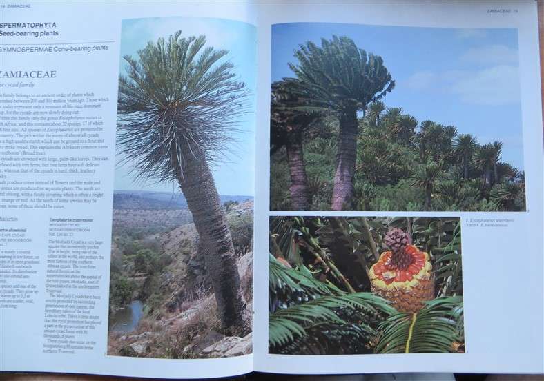 Everyone's Guide to Trees in South Africa - A4 Hardcover