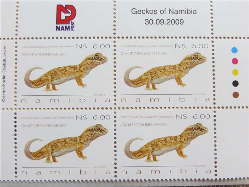 Geckos of Namibia Set in Control Blocks