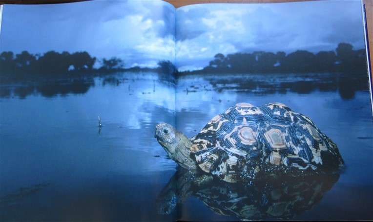 African Safari - Into the Great Game Reserves - Peter & Beverley Pickford - Hardcover
