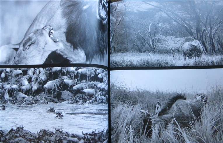 African Safari - Into the Great Game Reserves - Peter & Beverley Pickford - Hardcover