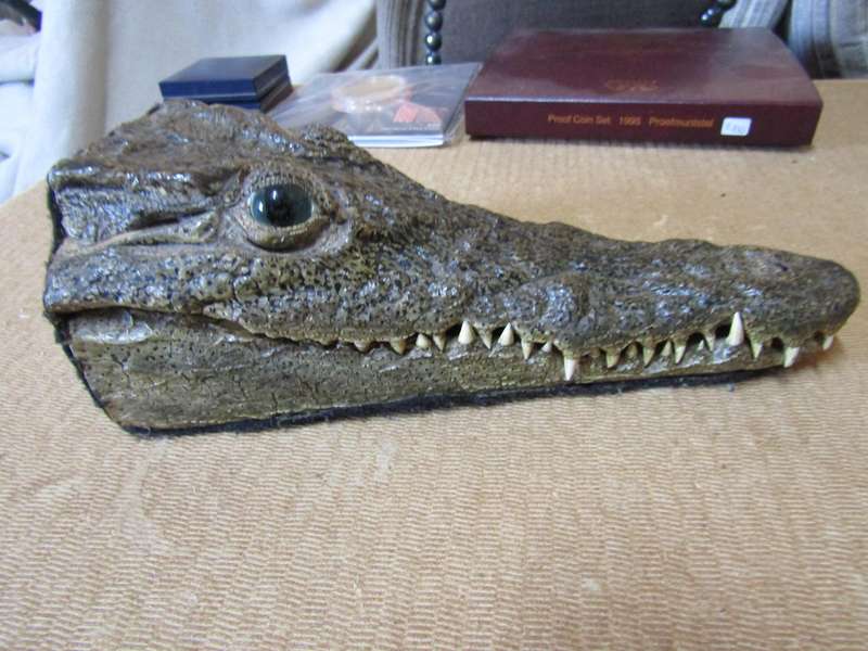 Genuine Crocodile head. Died of natural cause. Couldn't breath after his head was removed.