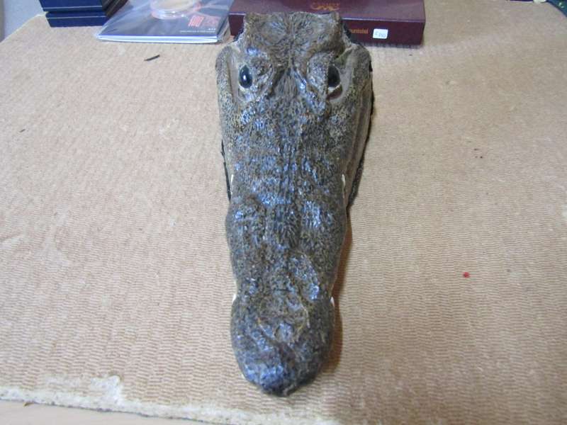 Genuine Crocodile head. Died of natural cause. Couldn't breath after his head was removed.