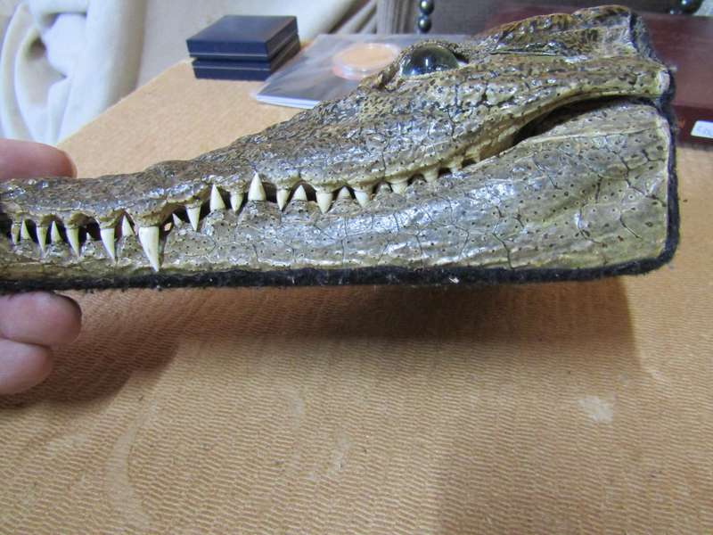 Genuine Crocodile head. Died of natural cause. Couldn't breath after his head was removed.