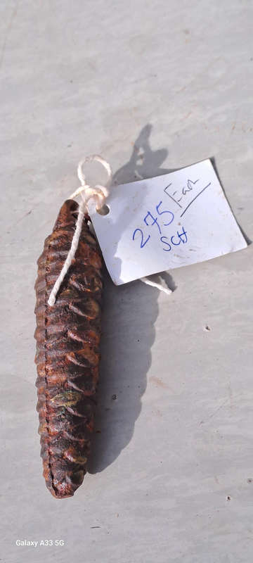 Cuckoo clock weights sold individually 275SCH