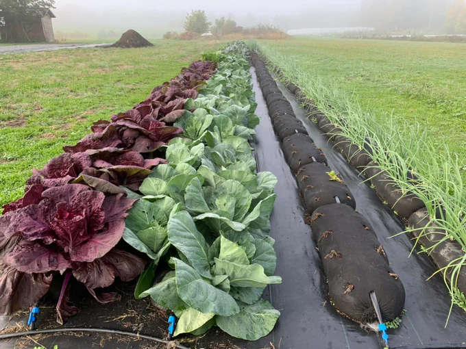 Growth Plant Stockings for Farmers, Gardeners or Land Scapes
