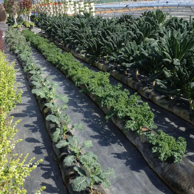 Growth Plant Stockings for Farmers, Gardeners or Land Scapes